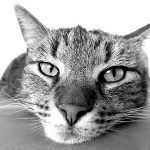 cat-400-transparent